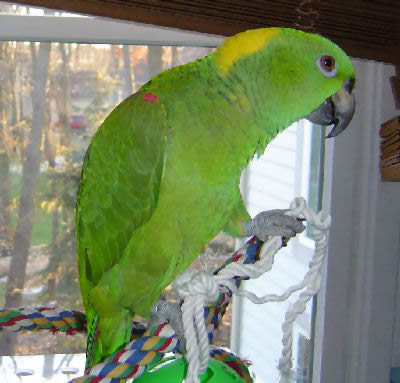 Amazon parrot