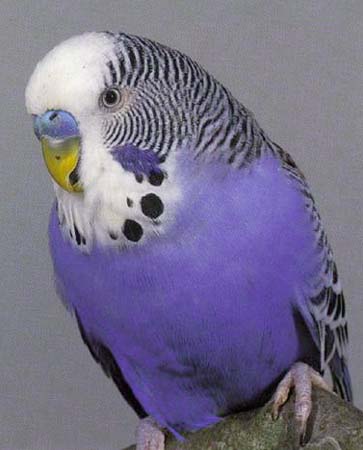 Budgerigar