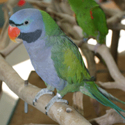 Derbyan Parakeet