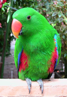 Eclectus Parrot