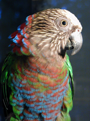 Hawk-headed Parrot