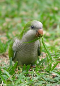 Monk Parakeet