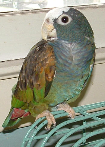 White-capped Pionus