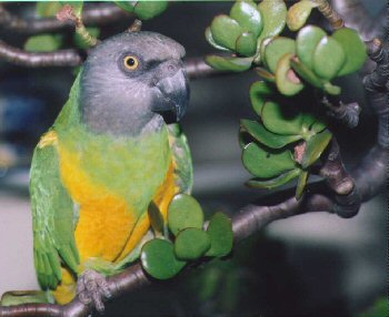 Senegal Parrot