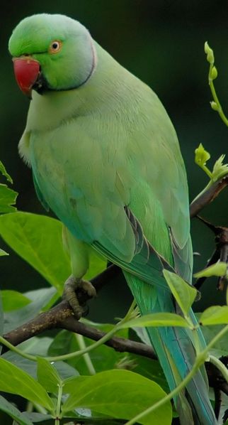 Alexandrine Parakeet